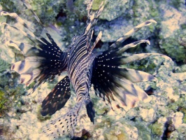 005 Lionfish IMG 6154